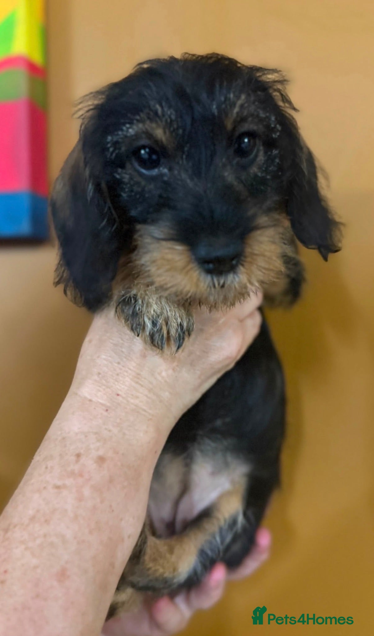 Miniature Dachshund dogs 🩷Two Stunning Mini Wire Haired Dachshund💜 - Advert 2