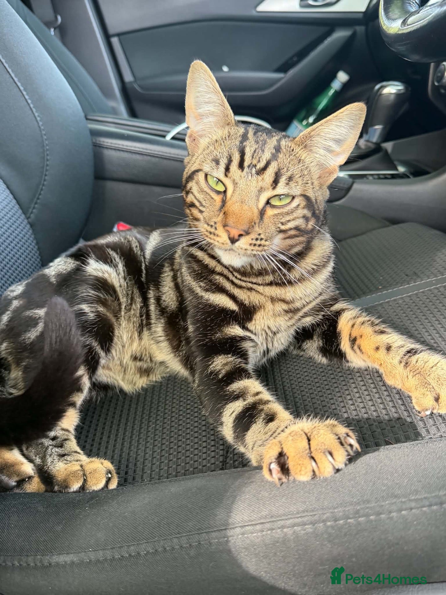 Mixed Breed cats Gorgeous male boy  - Advert 3