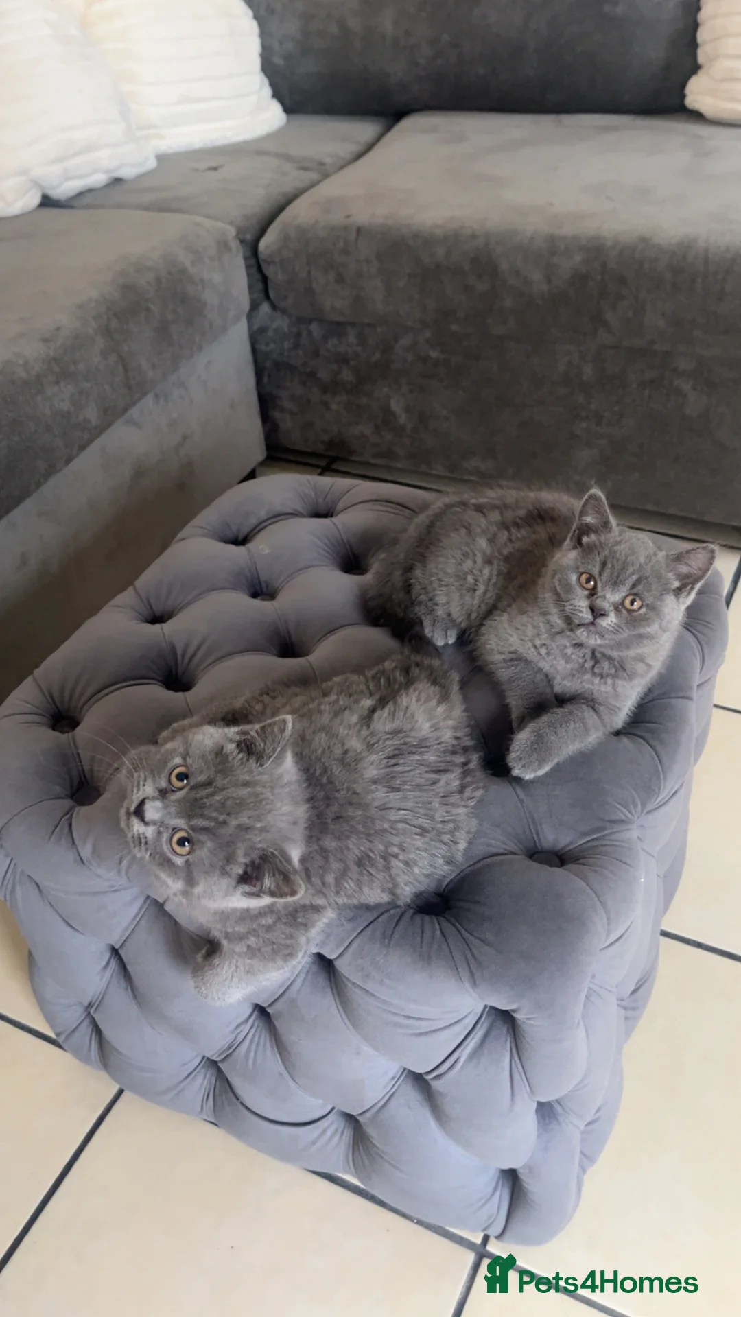 British Shorthair cats for stud: ***Beautiful British Shorthair STUD*** - Advert 7