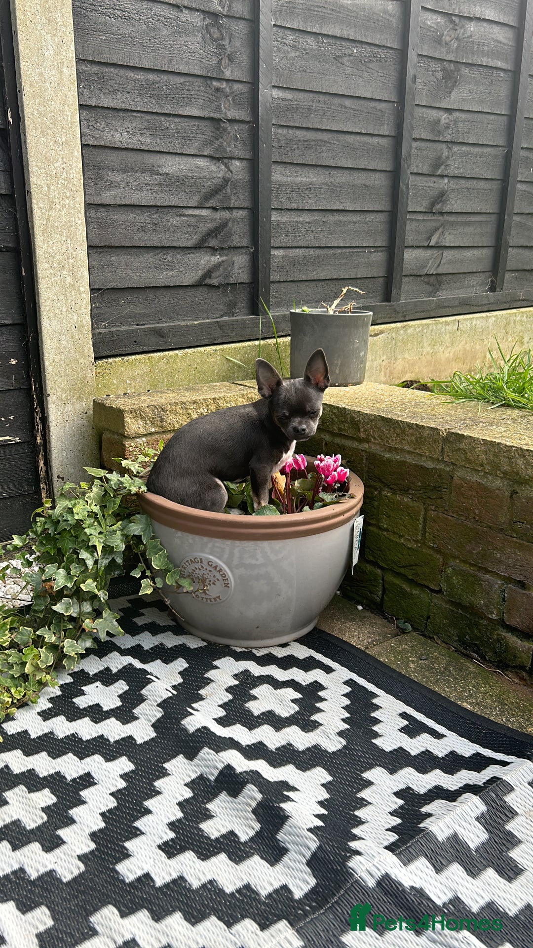 Chihuahua dogs for stud: Stud only. Full pedigree lilac chihuahua £300 - Advert 9