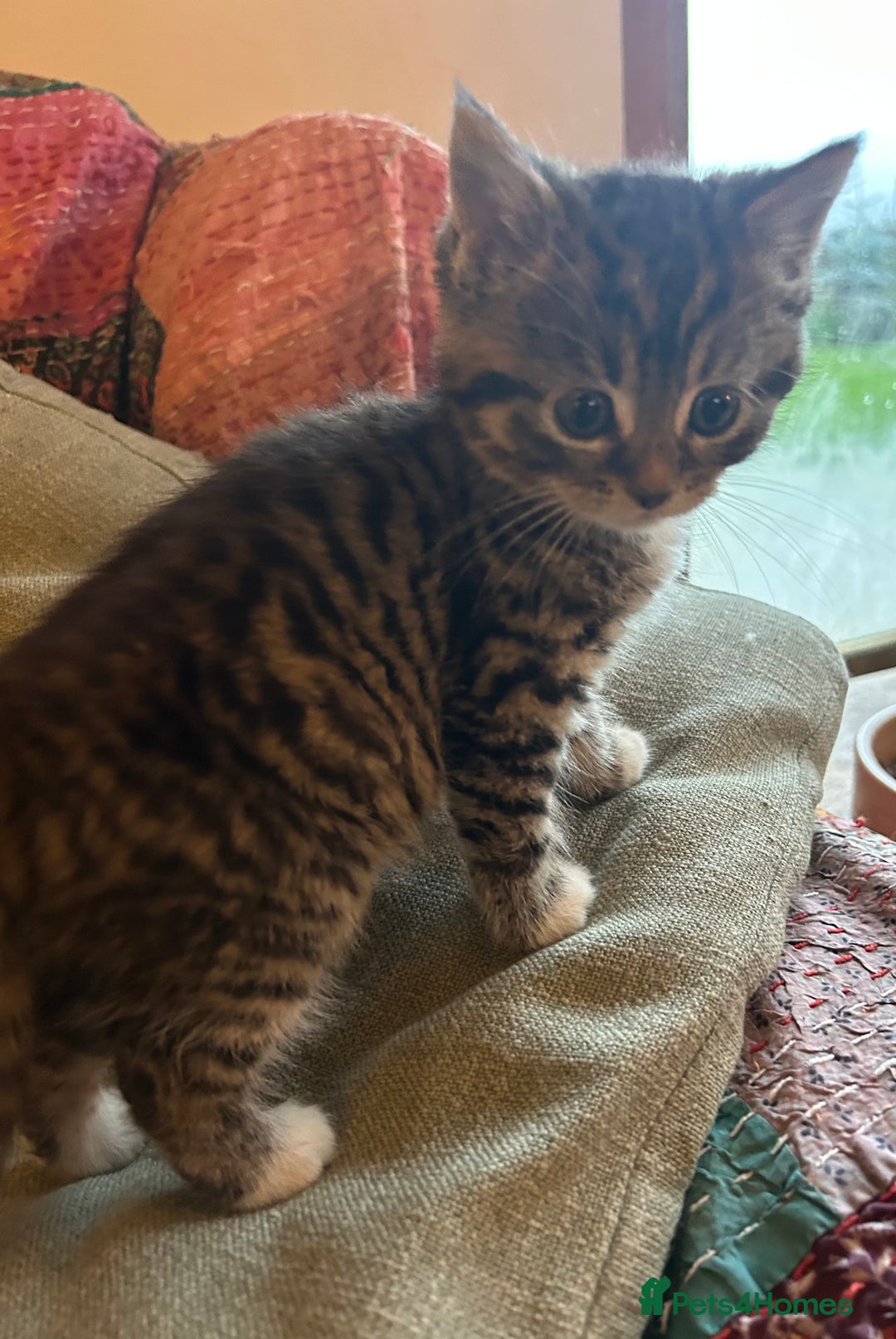 Persian cats for sale: GORGEOUS PERSIAN X KITTENS - Advert 12