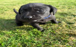 Labrador Retriever dogs for sale: KC Registered Black Labrador Puppies - Image 20