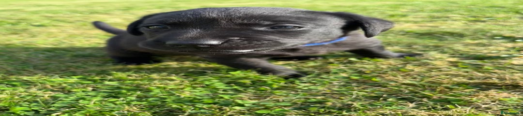 Labrador Retriever Puppy 4