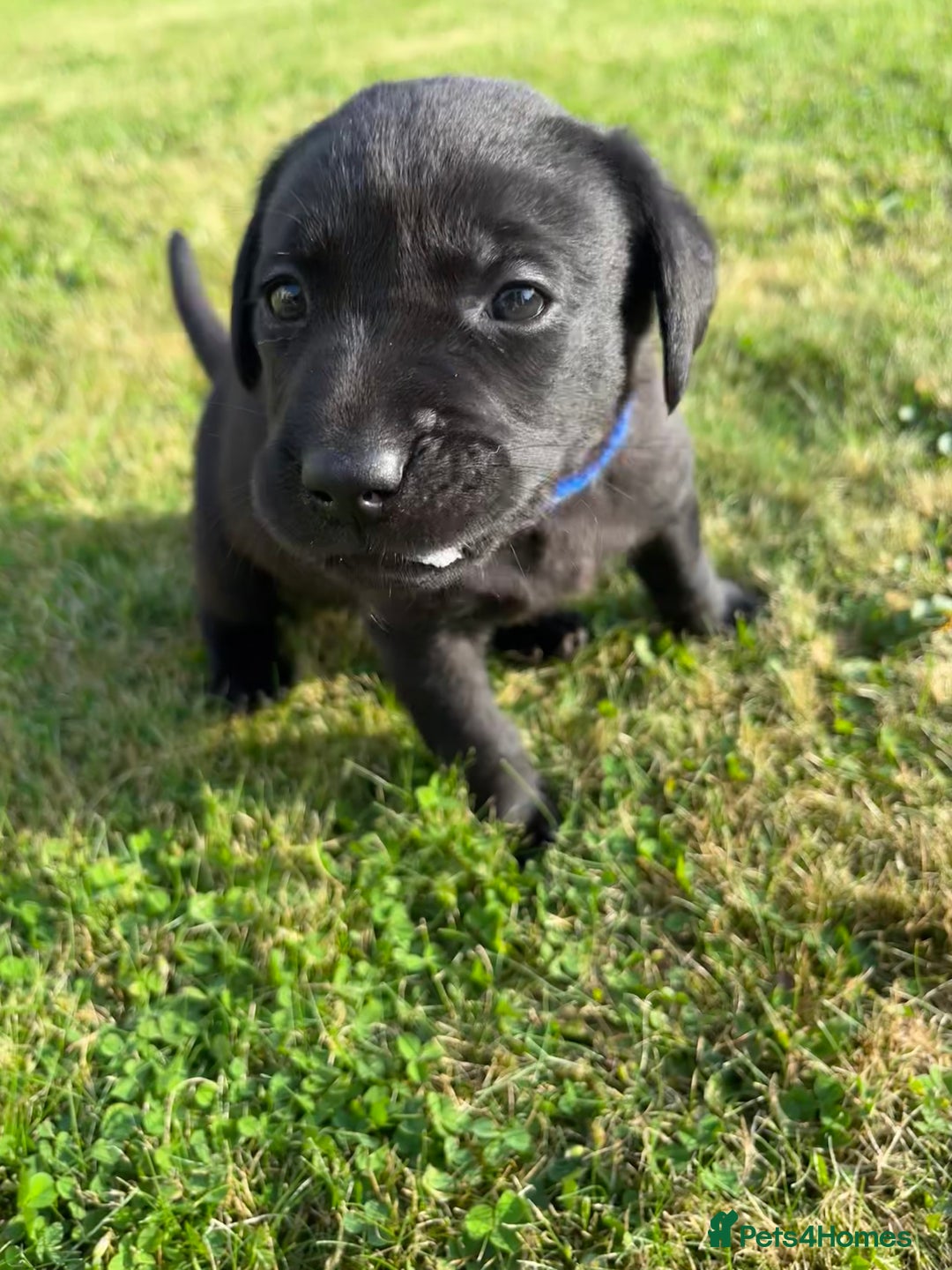 Labrador Retriever dogs for sale: KC Registered Black Labrador Puppies - Image 20