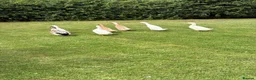 Ducks poultry for sale: Beautiful Indian Runner Ducks for sale in Perth - Advert 4
