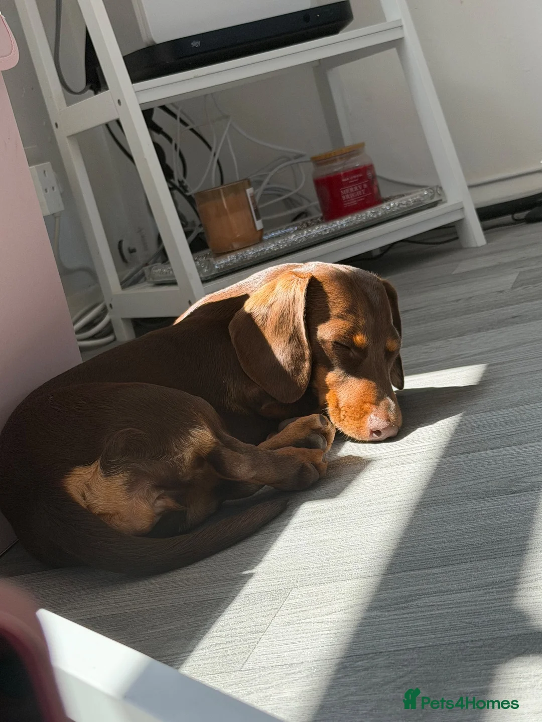 Miniature Dachshund dogs for sale: Winnie miniature daschund  in Haywards Heath - Advert 4