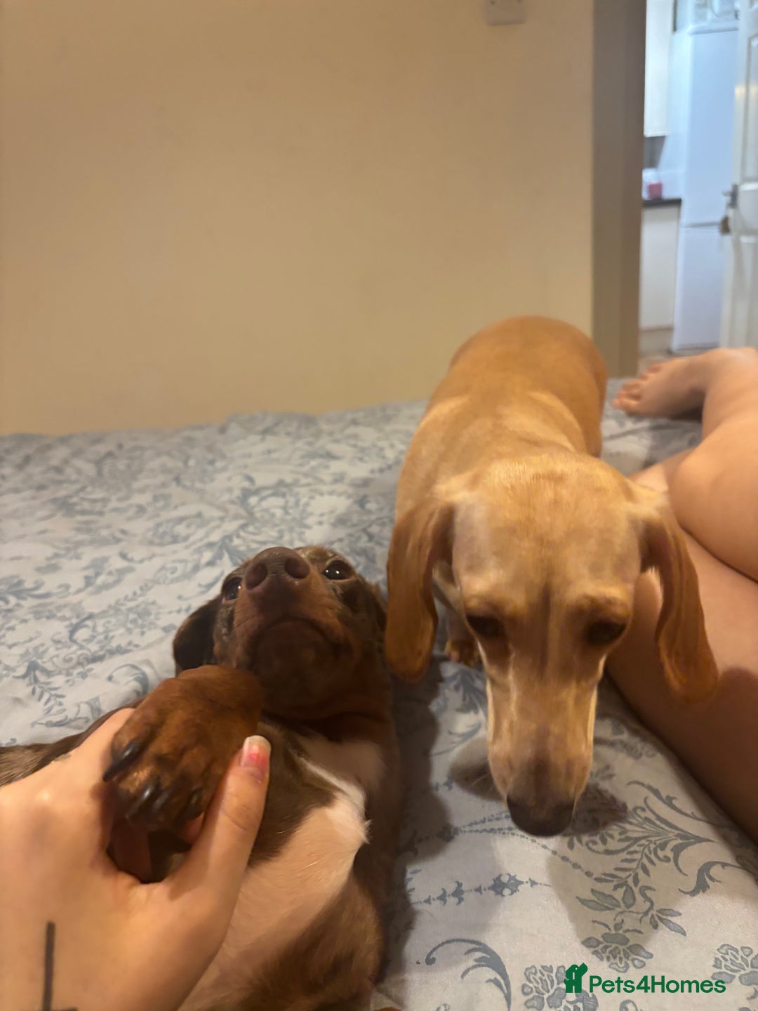 Dachshund dogs for sale: AD CURRENTLY ON HOLD  - Advert 4