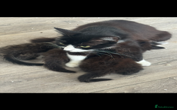 Domestic Shorthair cats for sale: Fluffy kitties looking for loving homes - Image 4