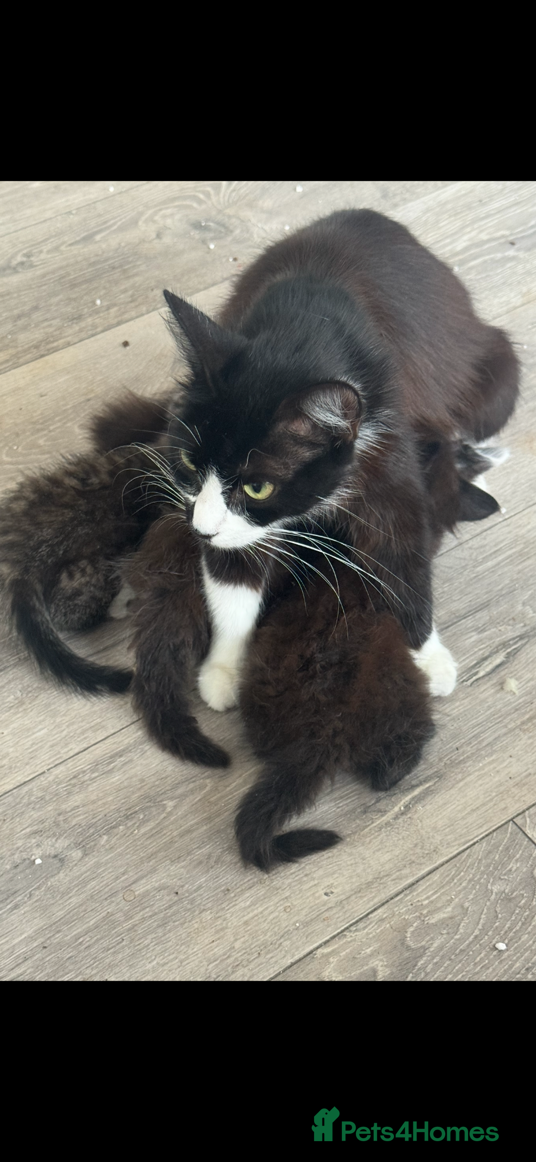 Domestic Shorthair cats for sale: Fluffy kitties looking for loving homes - Image 4