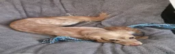Sprocker dogs for sale: 2 boy sprocker pups in Newton Aycliffe - Advert 10
