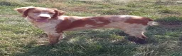 Pointer dogs for sale: HPR Puppies - Friendly ready Soon - Advert 12