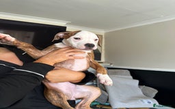 American Bulldog dogs for sale: American bulldogs  - Image 3