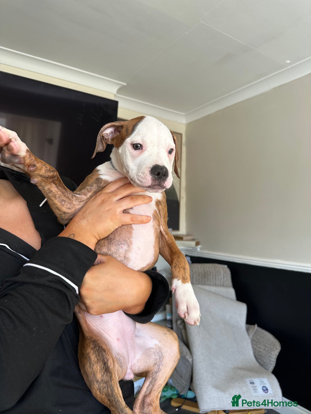 American Bulldog dogs for sale: American bulldogs  - Image 3