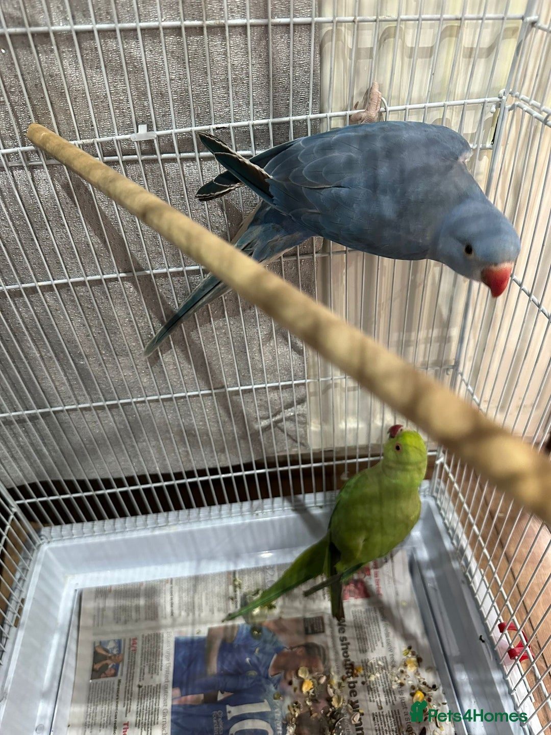Ringnecks birds for sale: Indian ring necks  - Image 6