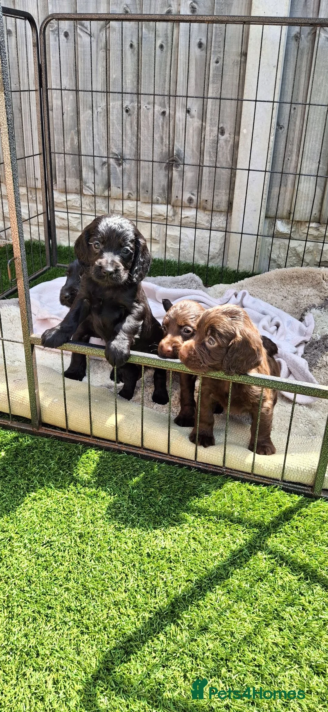 Cocker Spaniel dogs for sale: KC working Cocker puppies  - Advert 1