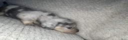 Miniature Dachshund dogs for sale: KC Blue & Lilac & Cream & Longhair MiniDachshund🤍 - Advert 29