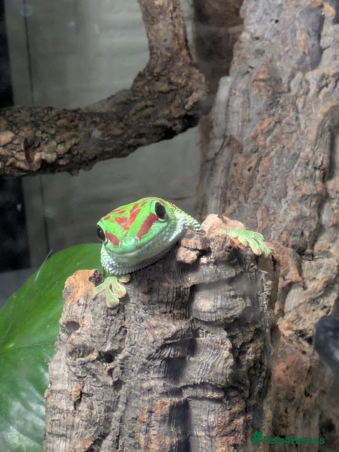 Gecko reptiles for sale: 2 High Red Madagascan Day Gecko (Phelsuma Grandis) - Advert 1