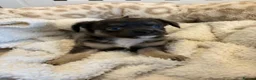 Chihuahua dogs for sale: Long Haired Chihuaua puppies in Wigan - Advert 4