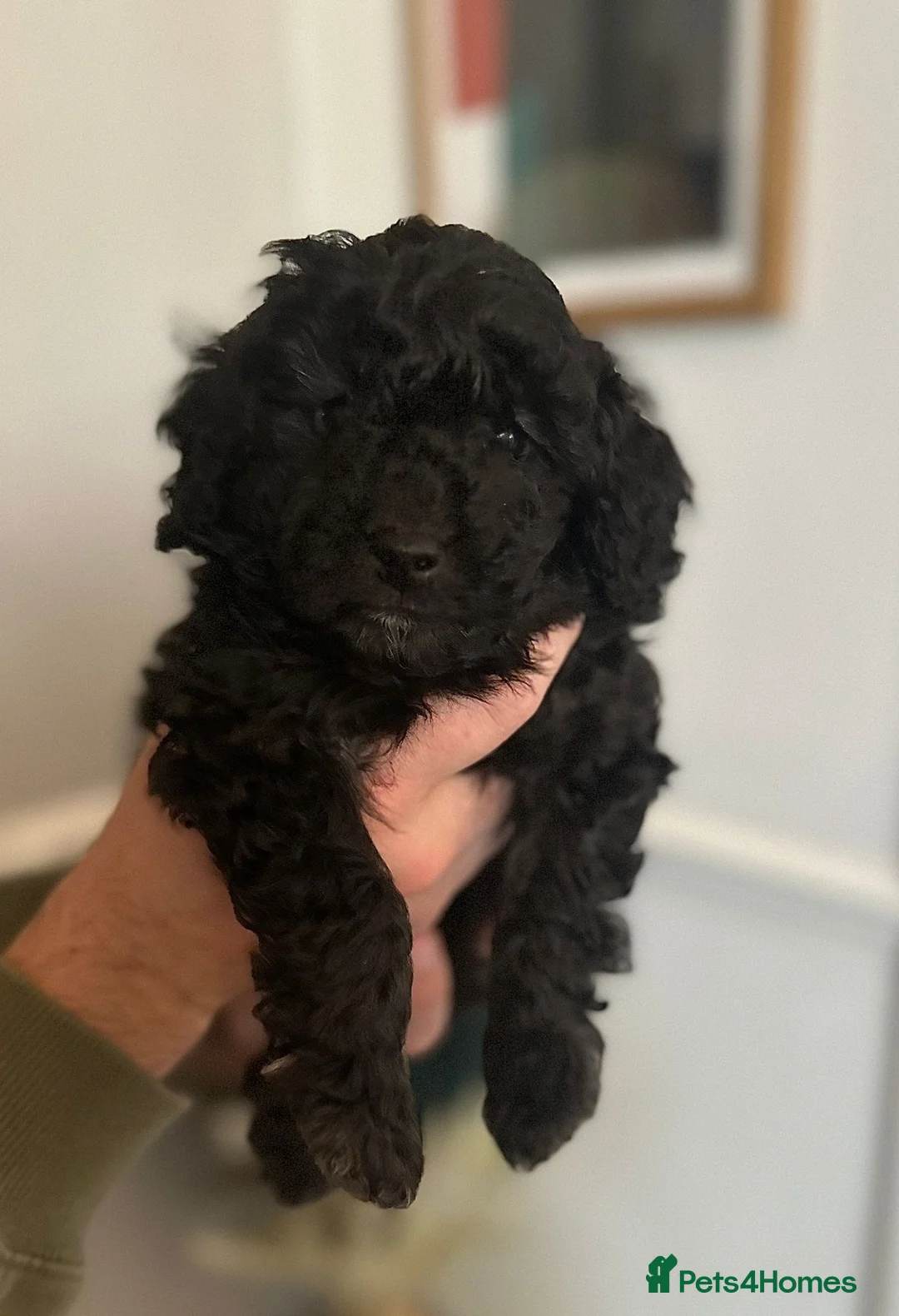 Miniature Poodle dogs for sale: Gorgeous pure bred miniature poodles - Advert 32
