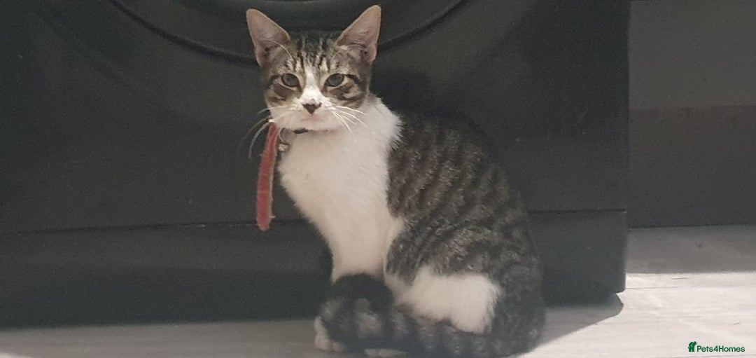 Mixed Breed cats for sale: 5 Cute Kittens Ready for New Homes!! 🐾 - Image 3
