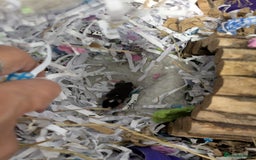 Mouse rodents for sale: Baby mice mixed  - Image 5
