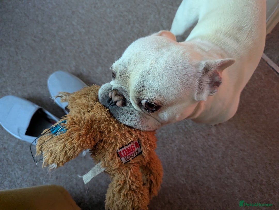 French Bulldog dogs for sale: French Bulldog Home Needed - Image 5