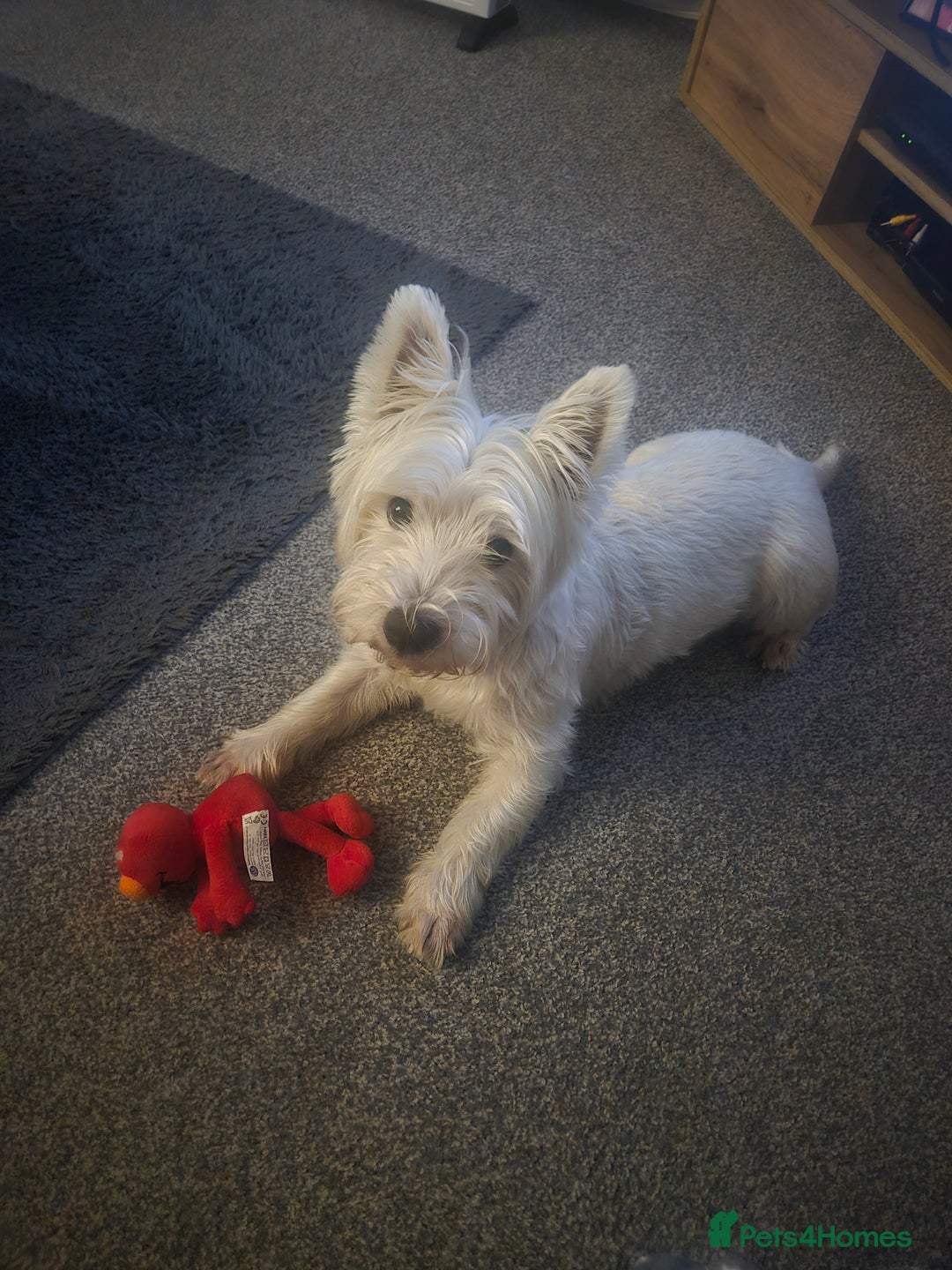West Highland Terrier dogs for stud: Stud.. in Greenock - Image 25