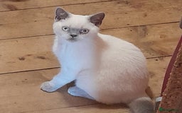 British Shorthair cats for sale: BSH Lilac Colourpoint Kitten - 1 left in Clacton-on-Sea - Image 11