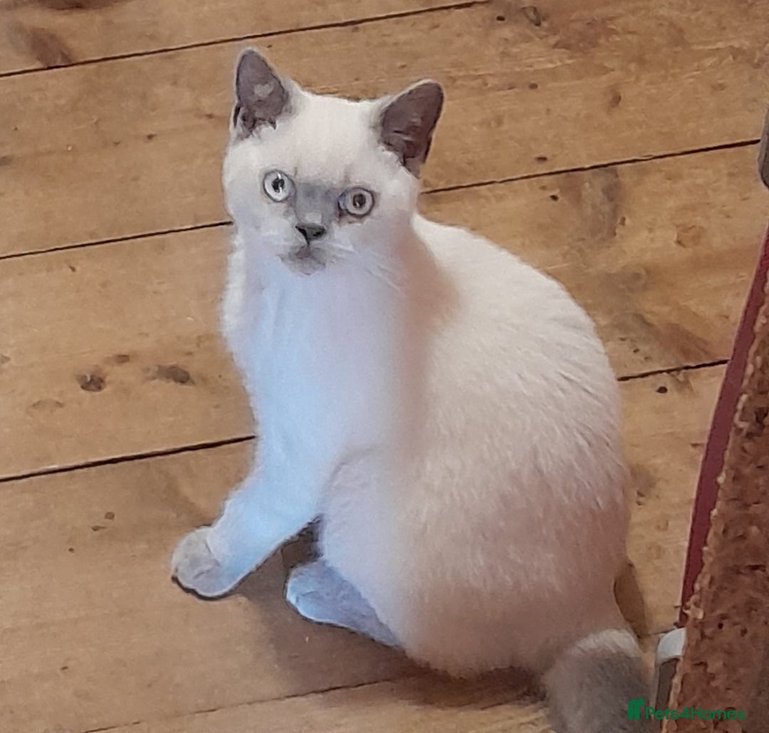 British Shorthair cats for sale: BSH Lilac Colourpoint Kitten - 1 left in Clacton-on-Sea - Image 11