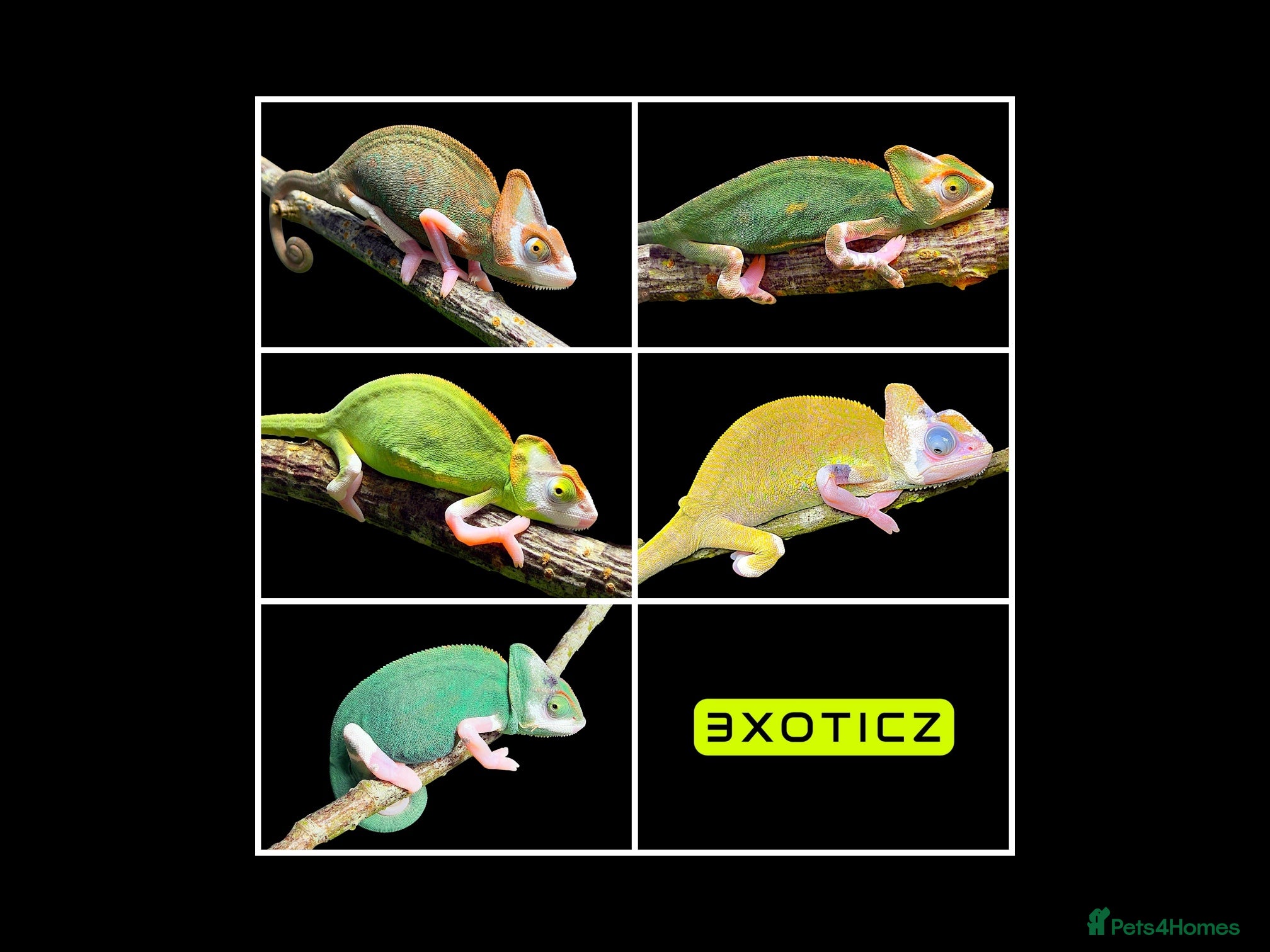 Chameleon reptiles CHAMELEON BABIES - Advert 1