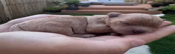 Maltipoo dogs for sale: 🧸Maltipoo puppies Korean & Asian lines - Advert 6