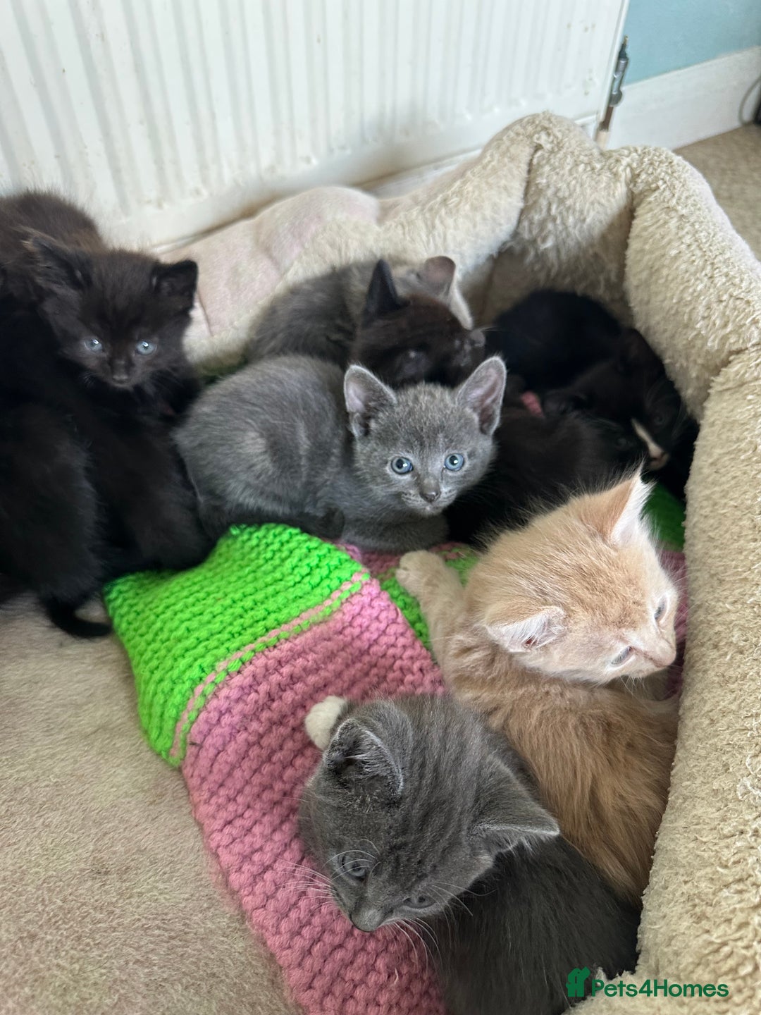 Mixed Breed cats for sale: Beautiful litter off kittens  - Image 27