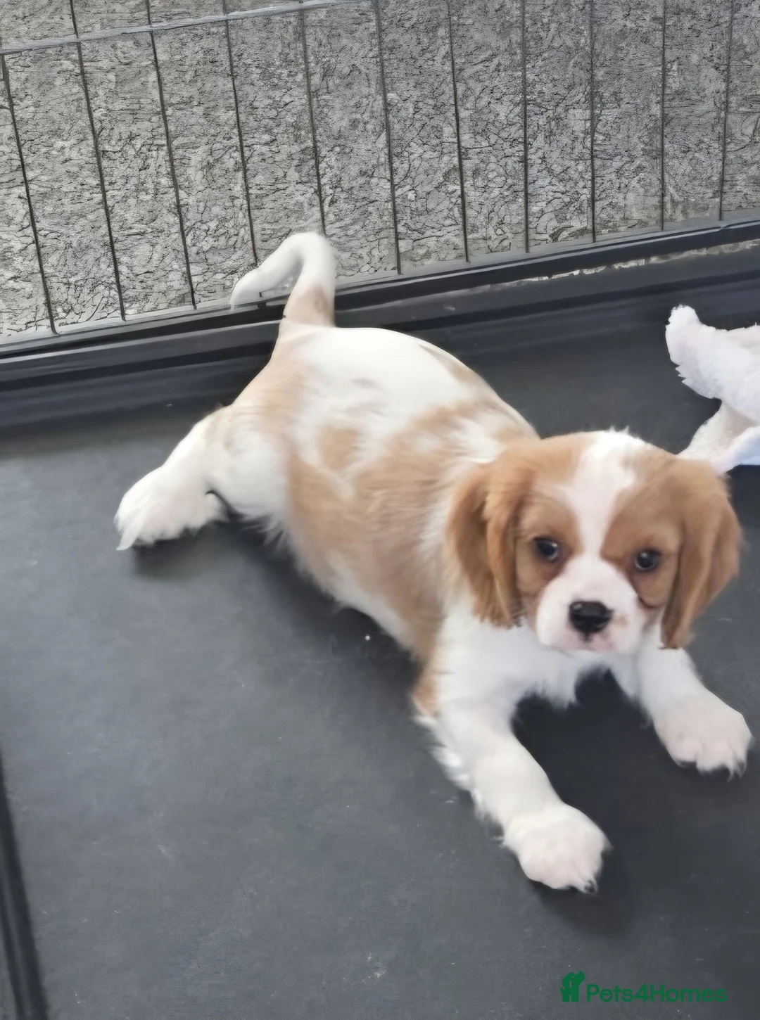 Cavalier King Charles Spaniel dogs for sale: Adorable Male Cavalier - Advert 1