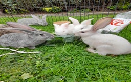Continental Giant rabbits for sale: Beautiful Pure Giant Continental Babies  - Image 4