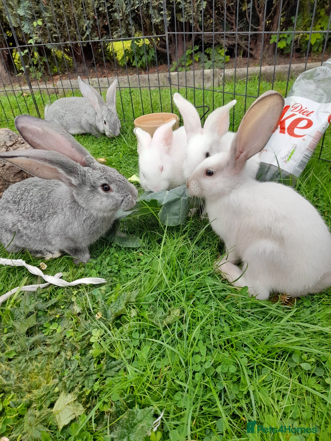 Continental Giant rabbits for sale: Beautiful Pure Giant Continental Babies  - Image 4