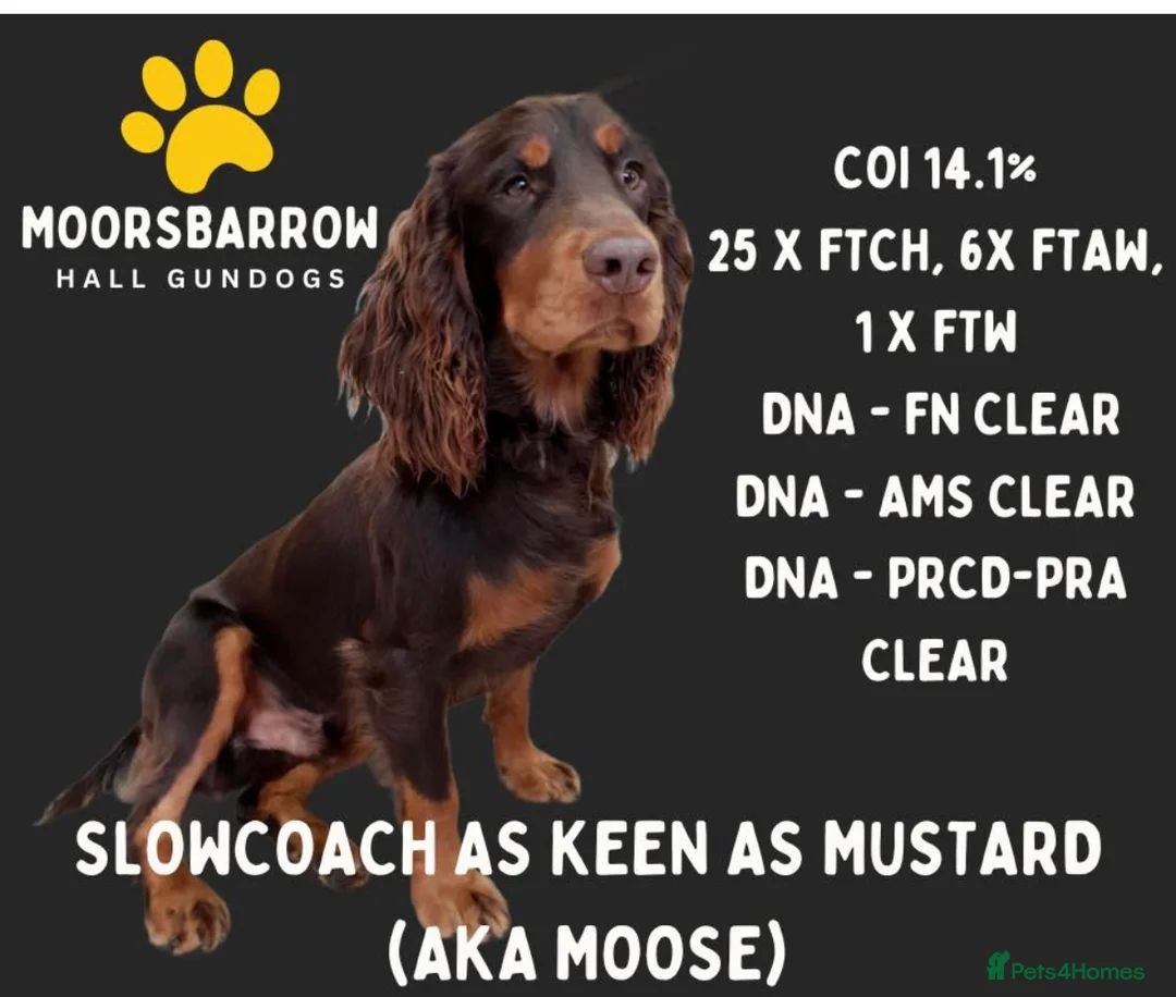 Cocker Spaniel dogs for sale:  working cocker spaniel 1 boy left ready now   - Advert 12