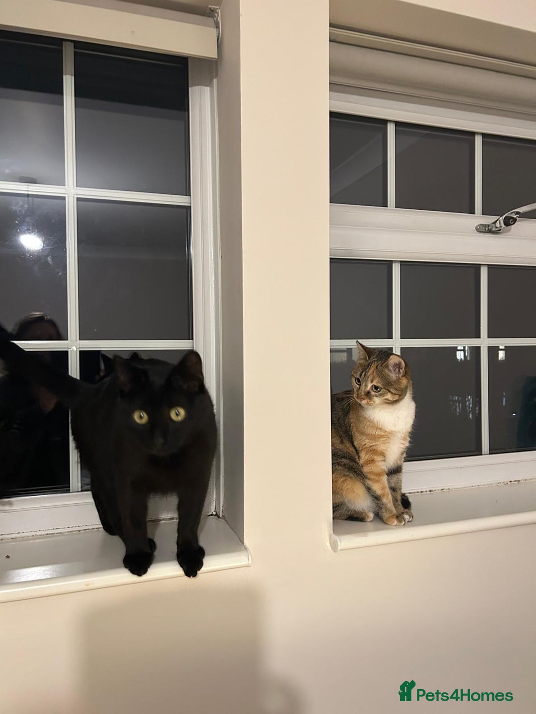 Mixed Breed cats for sale: Bonded 8-Month-Old Rescue Kittens (Woking) - Advert 6