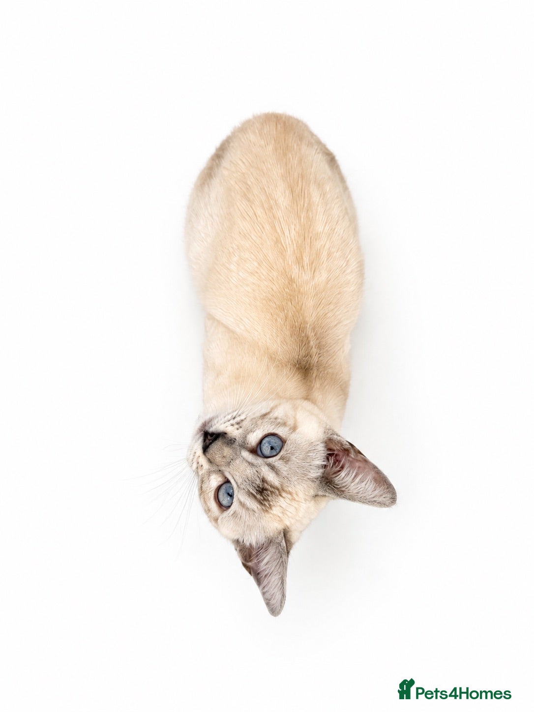 Bengal cats 🐆G6 Pedigree Bengal Kittens | TICA Registered - Advert 14
