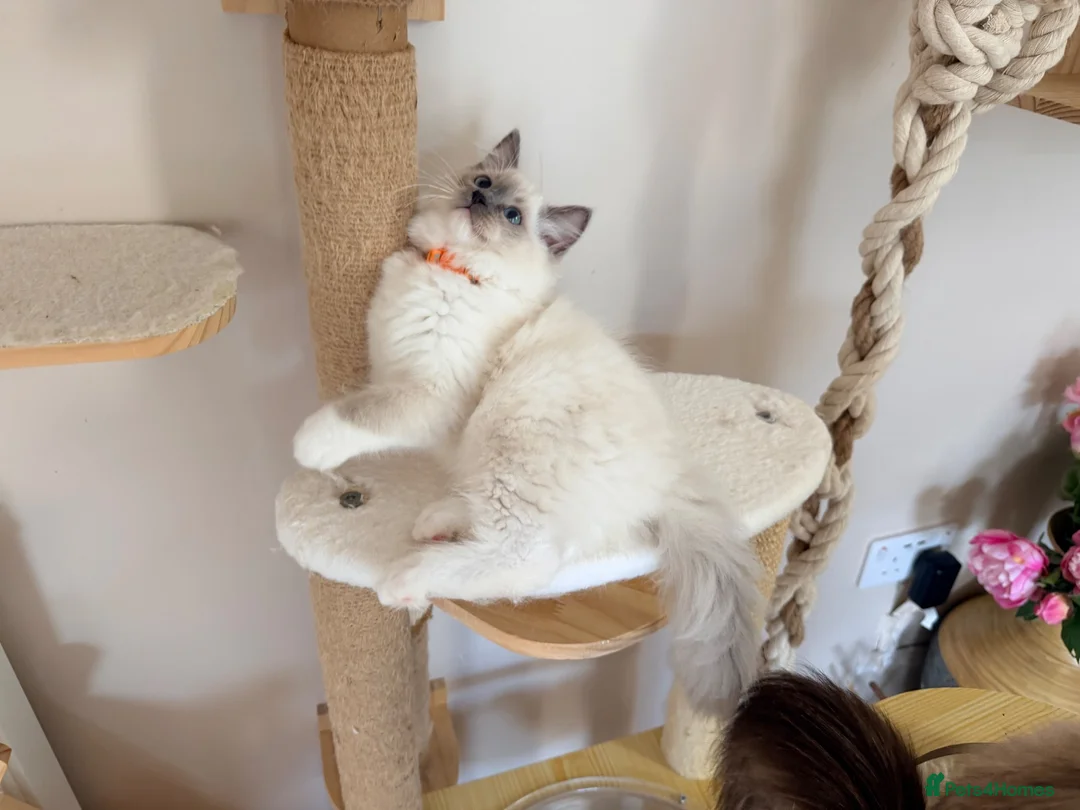 Ragdoll cats for sale: Show quality Ragdoll kittens from champion lines - Advert 39