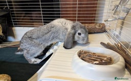 Mini Lop rabbits for sale: Adorable Mini-Lop-Cross - Image 12