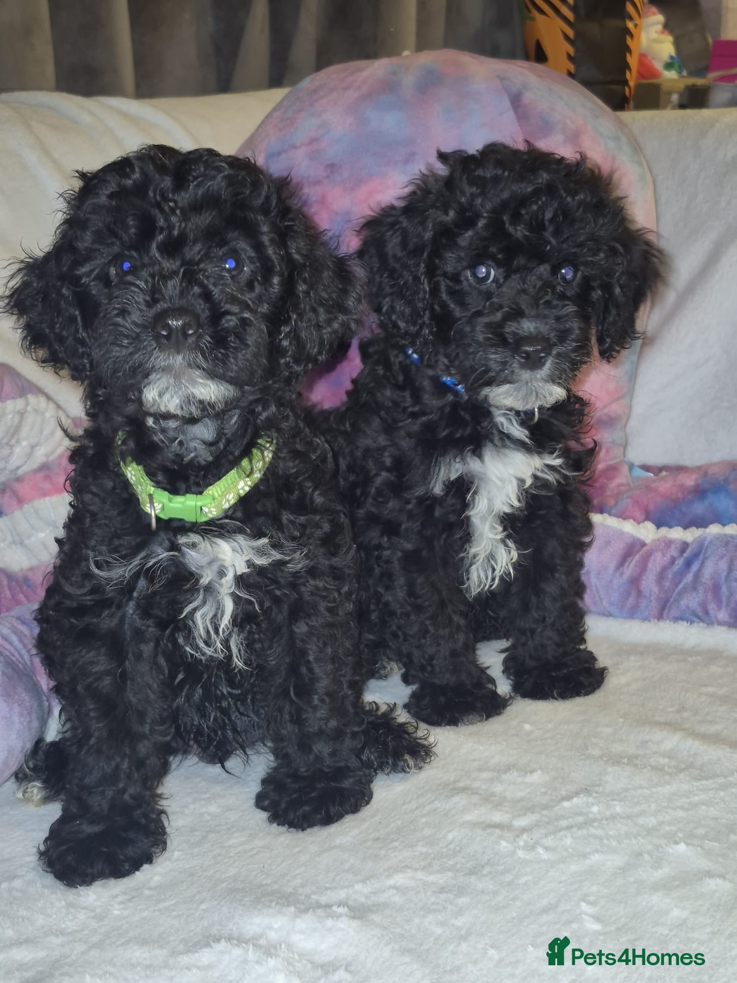 Lhasapoo dogs Ready to Leave Gorgeous Lhachon/Poodle - Advert 2