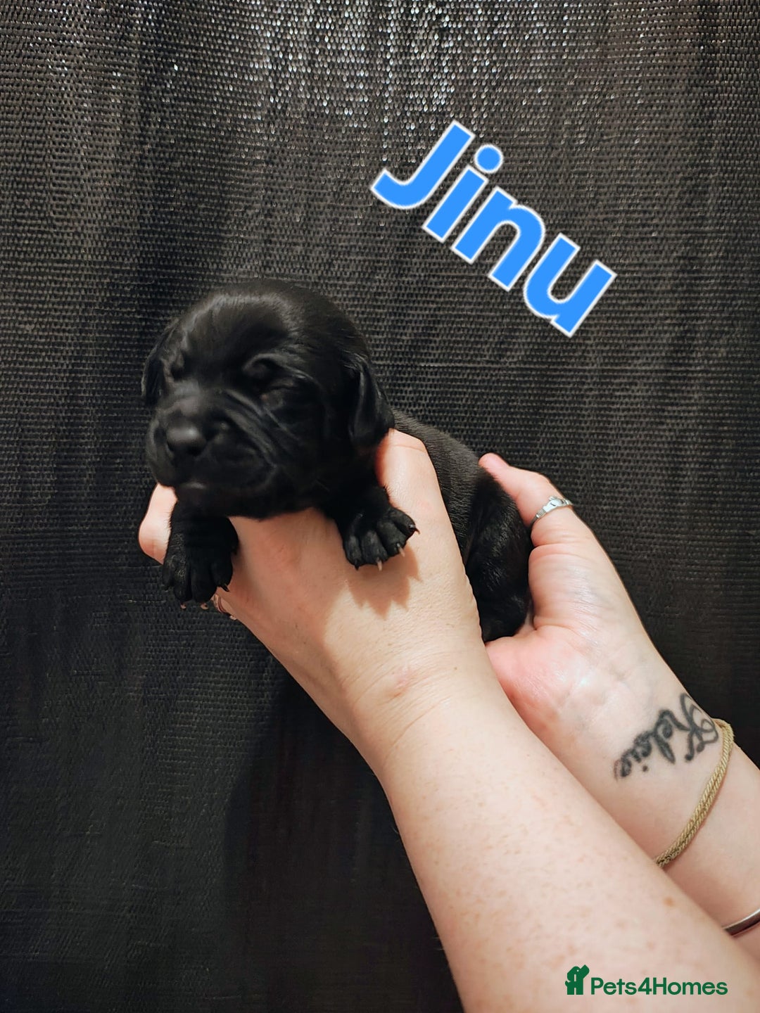 Mixed Breed dogs for sale: Pug x Lucher  - Image 18