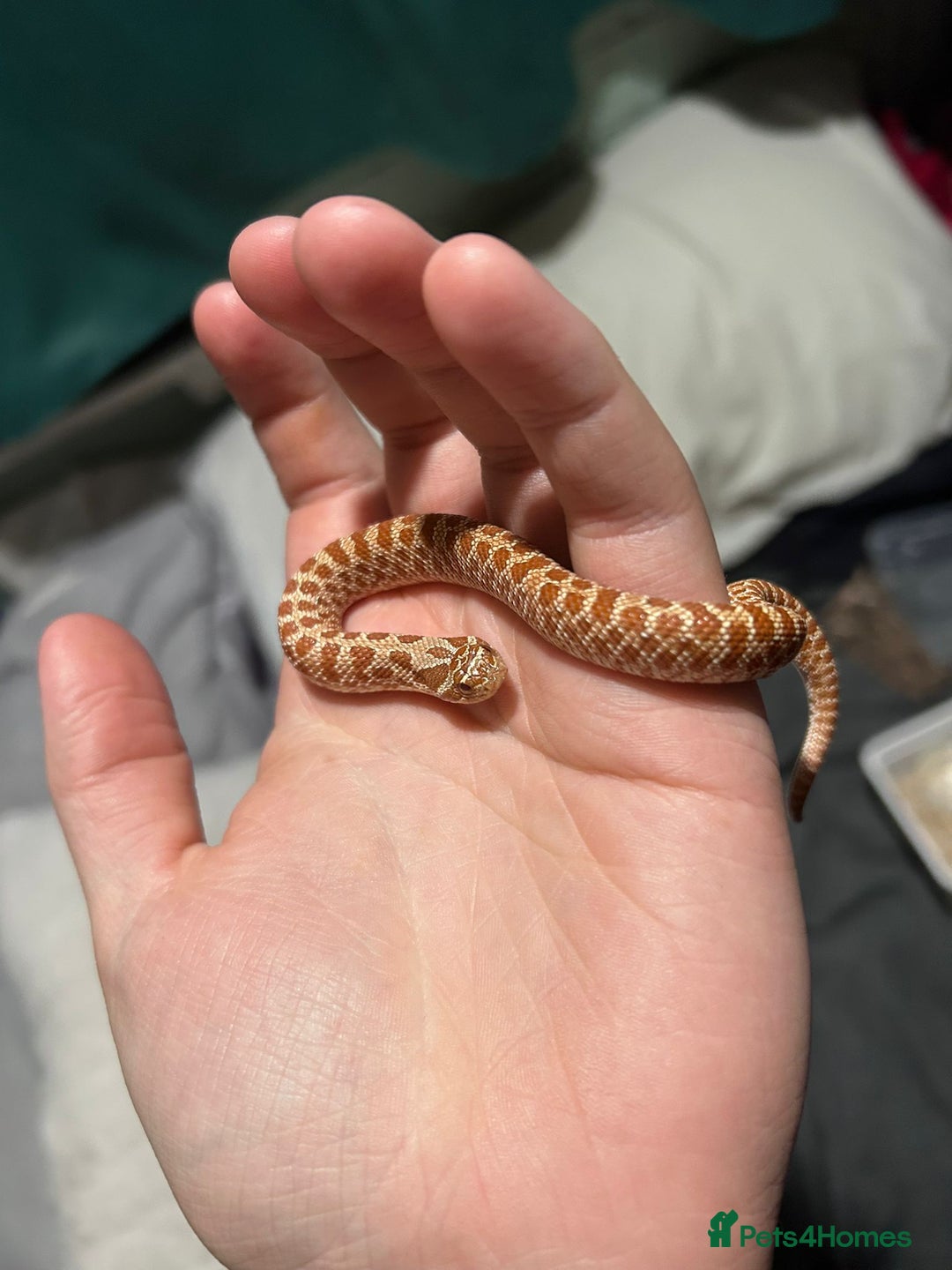 Snake reptiles for sale: Hognose hypo 66% het coral - Image 1