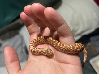 Snake reptiles for sale - Advert 1