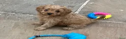 Cavapoo dogs for sale: Beautiful Red Cavapoos - Advert 7