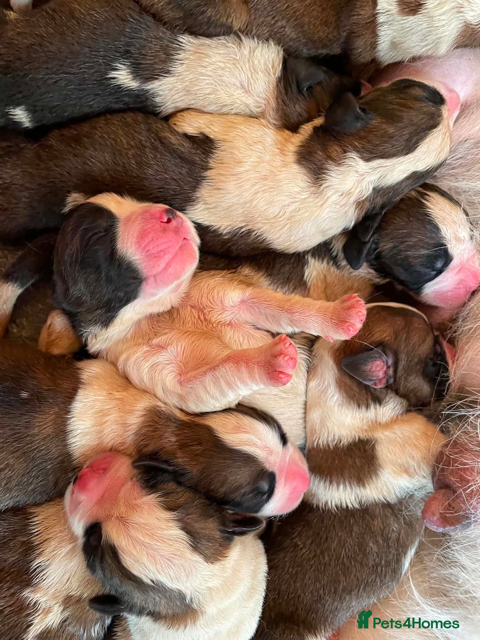 Saint Bernard dogs Saint Bernard‘s puppies - Advert 1