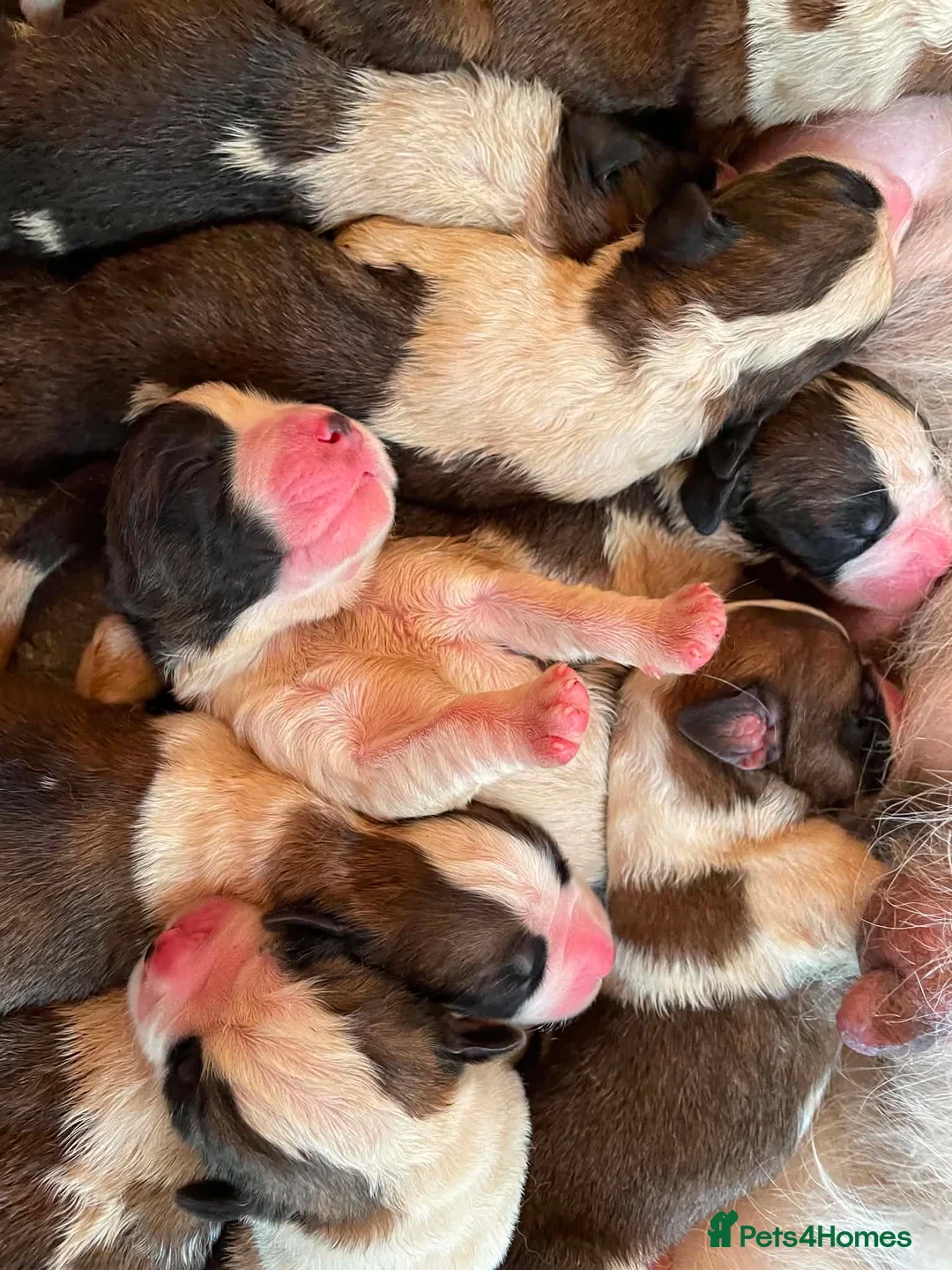 Saint Bernard dogs for sale: Saint Bernard‘s puppies - Advert 1