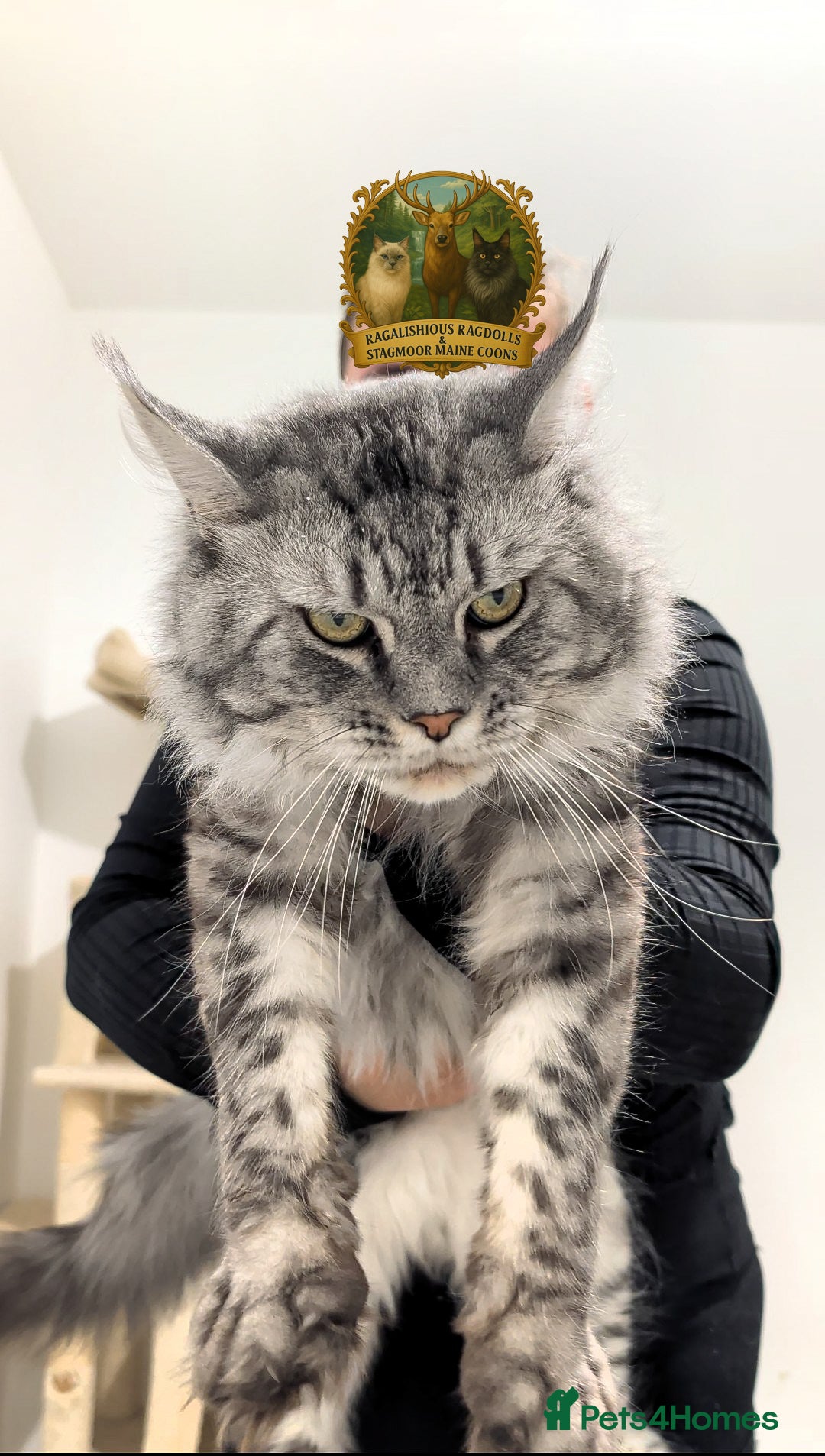 Maine Coon cats for sale: Exceptional kittens due Championship European line - Advert 6