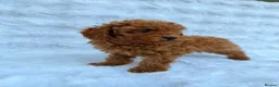 Toy Poodle dogs for sale: Red Toy Poodle MALES - Advert 14