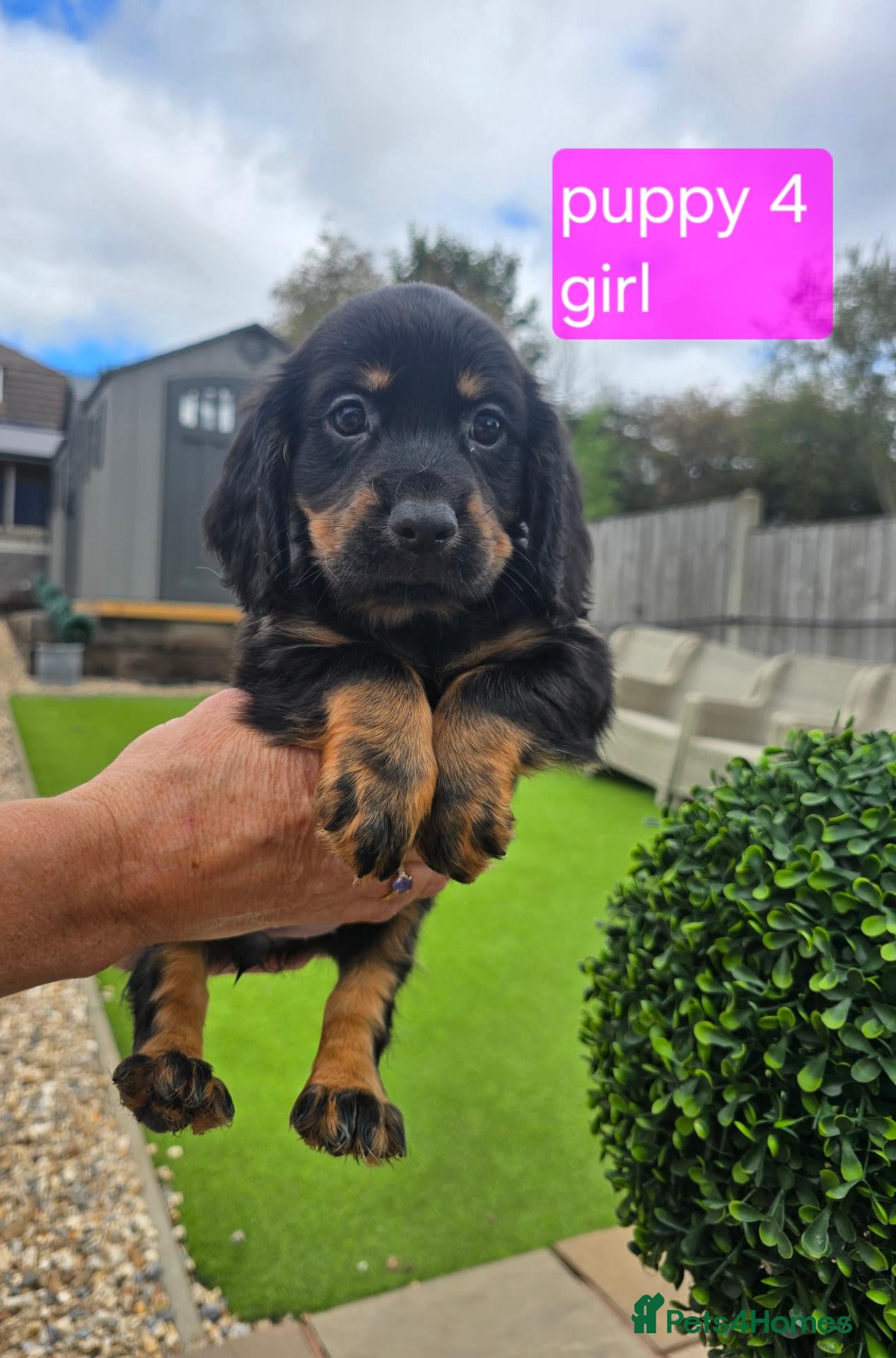 Cocker Spaniel dogs KC working Cocker spaniel puppies  - Advert 1